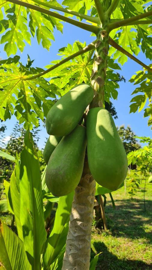 True Nature Chiang Mai - Yoga & Meditation Homestay Retreat 외부 사진