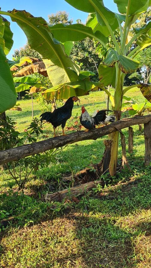 True Nature Chiang Mai - Yoga & Meditation Homestay Retreat 외부 사진