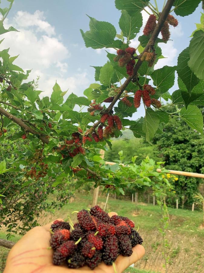 True Nature Chiang Mai - Yoga & Meditation Homestay Retreat 외부 사진